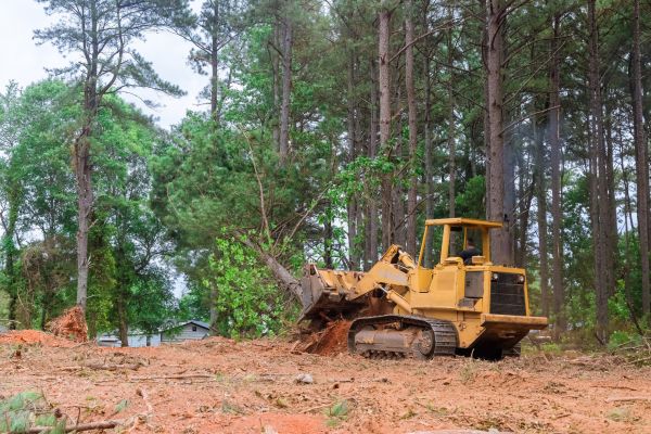 Trees Clearing in Rockwall