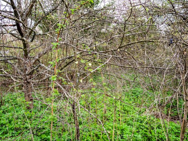 Underbrush Clearing in Rockwall