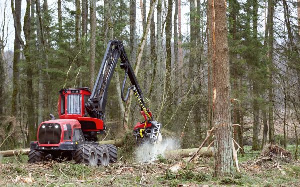 Cost of Forest Clearance Service in Rockwall