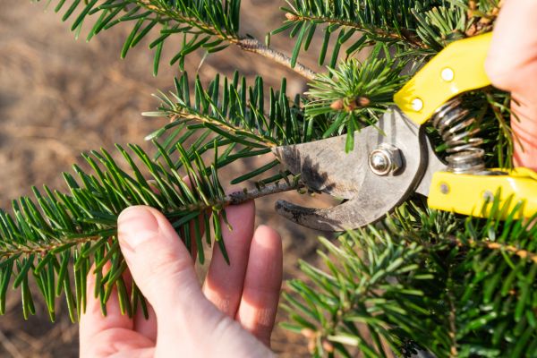 Pine Tree Pruning